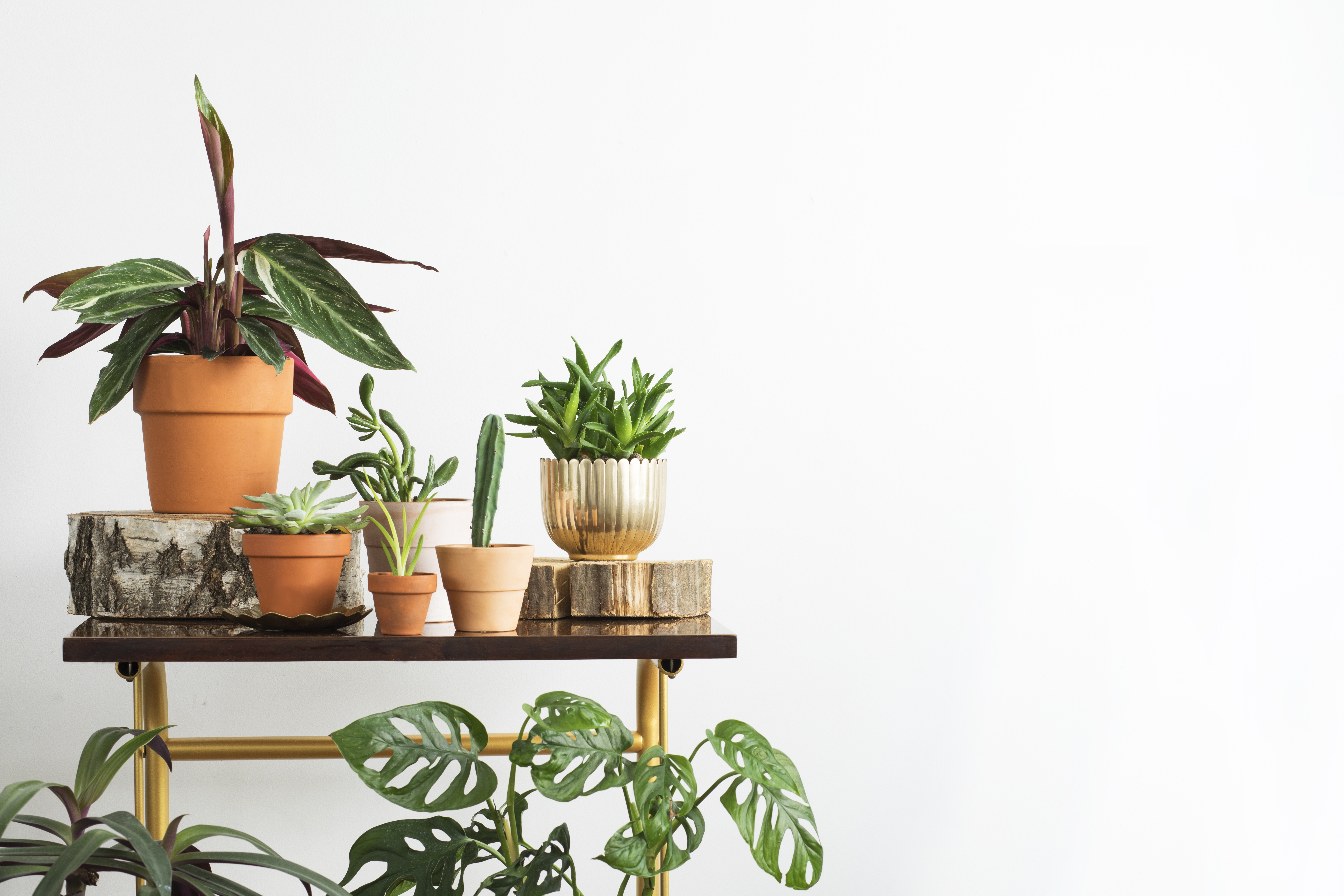 blog image of indoor plants; blog title: 5 Indoor Plants That Decorate and Purify Your Apartment