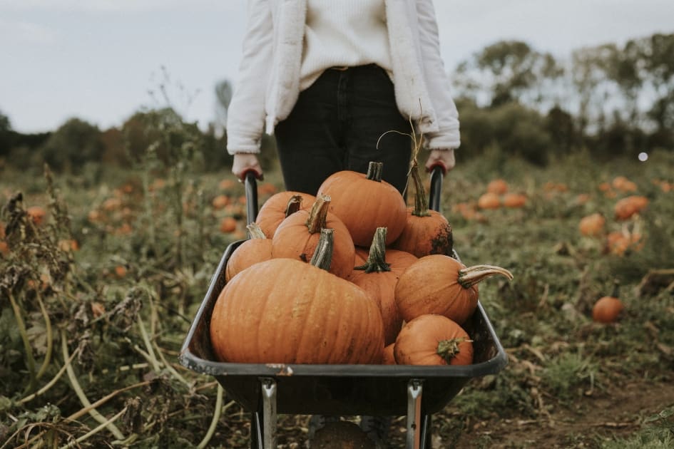 woman in a pumpkin patch pushing a wheelbarrow of pumpkins