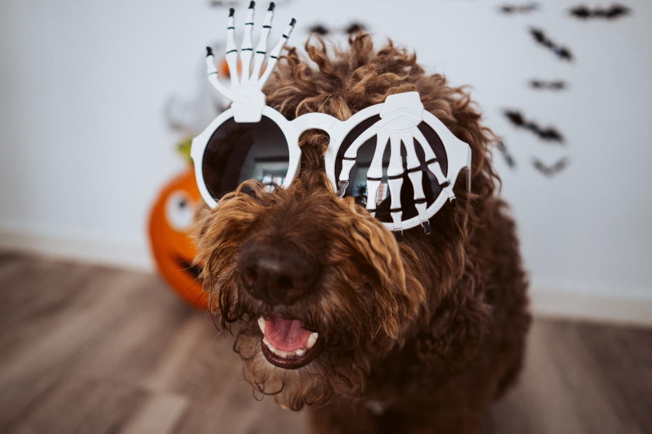 Spanish water dog wearing Halloween skeleton glasses; pumpkin and bat decorations in the background